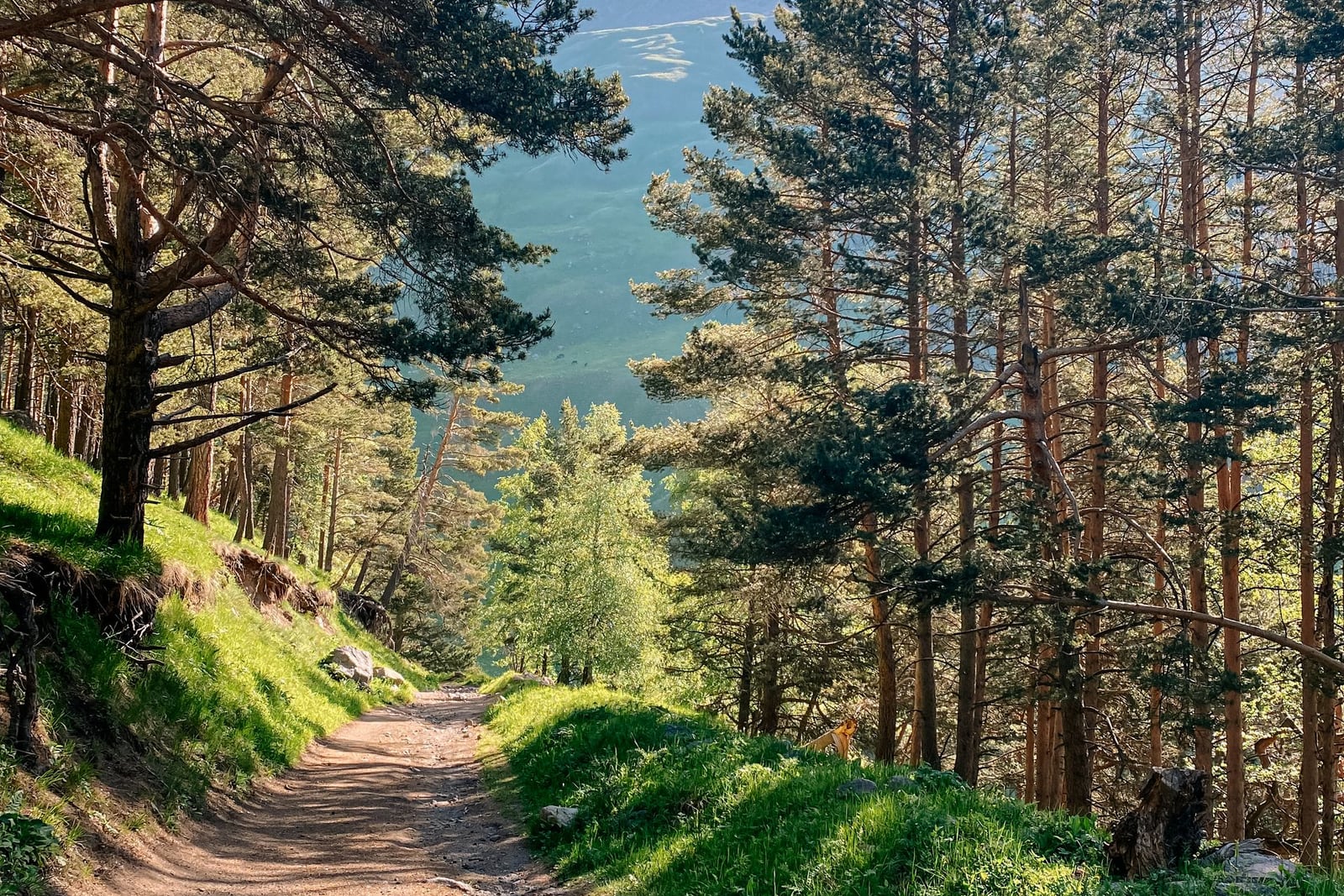 Sendero de montaña entre pinares y roca rodeno en el entorno de Mas de les Espigues