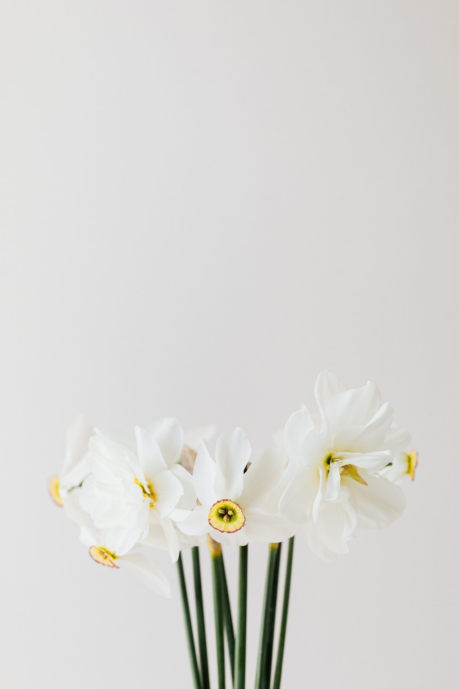 Ramo minimalista de flores blancas sobre fondo claro