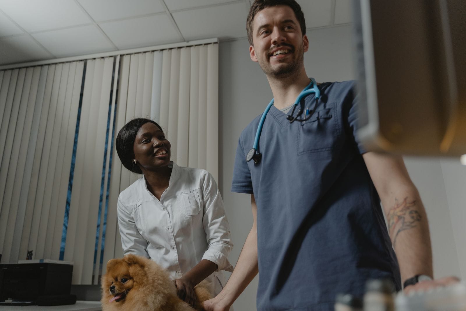 Veterinario revisando con calma las orejas de un gato mientras su dueña lo sostiene