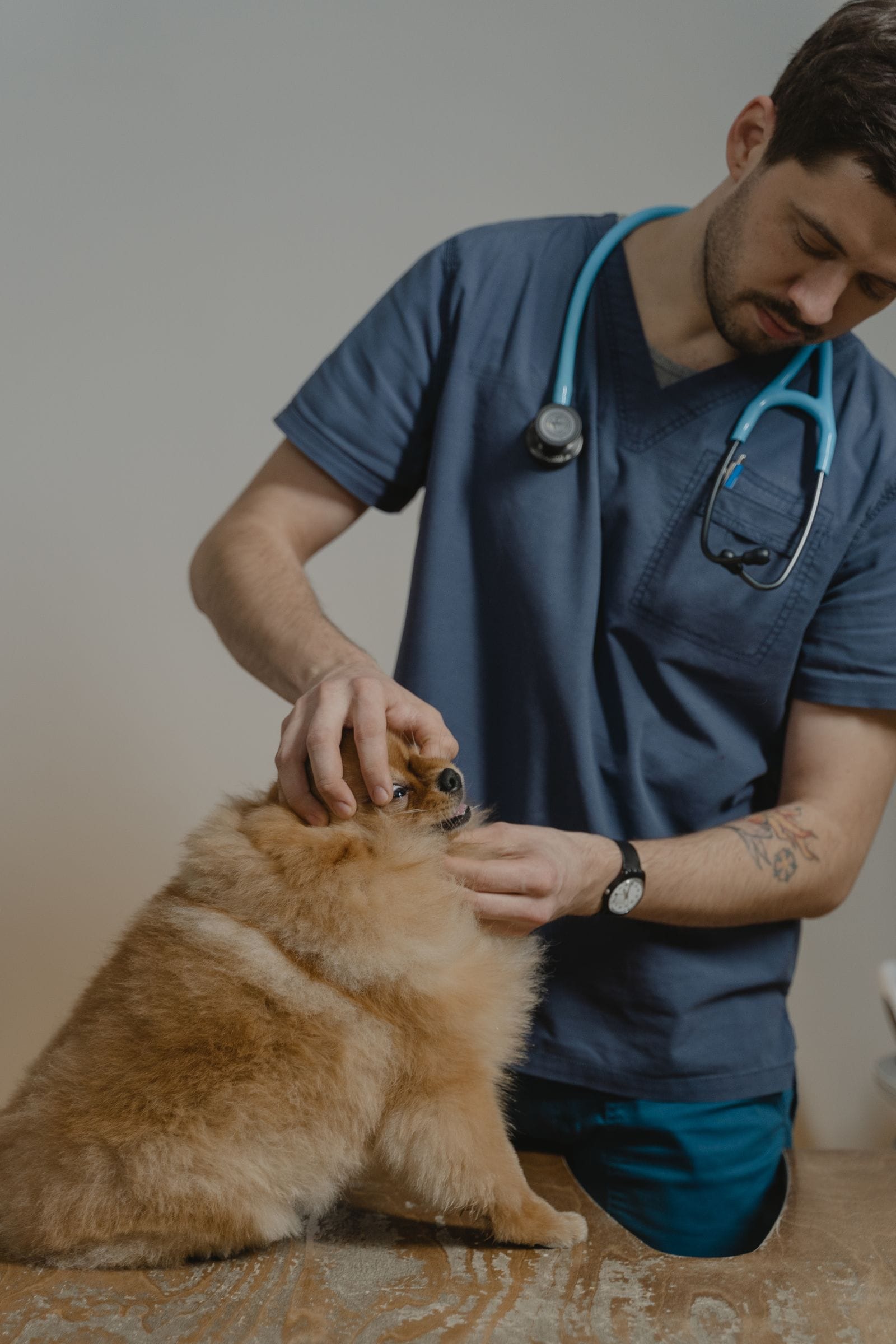 La doctora Marta Solé examinando con cariño a un perro pequeño en la consulta de Vetmar